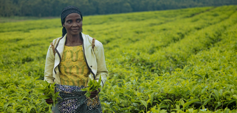 Rooibostee versus matcha – wat is die gesondste? Die uitslag mag jou dalk verras