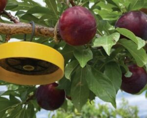 fruit-fly-control-south-africa-3